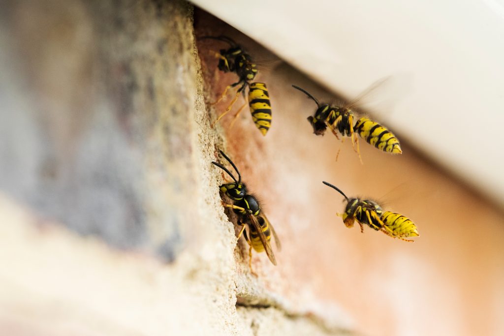 wasp and bee pest control